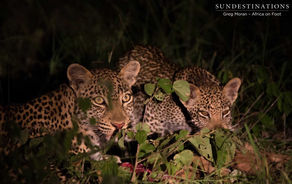 Ross Dam feeds alongside her male cub