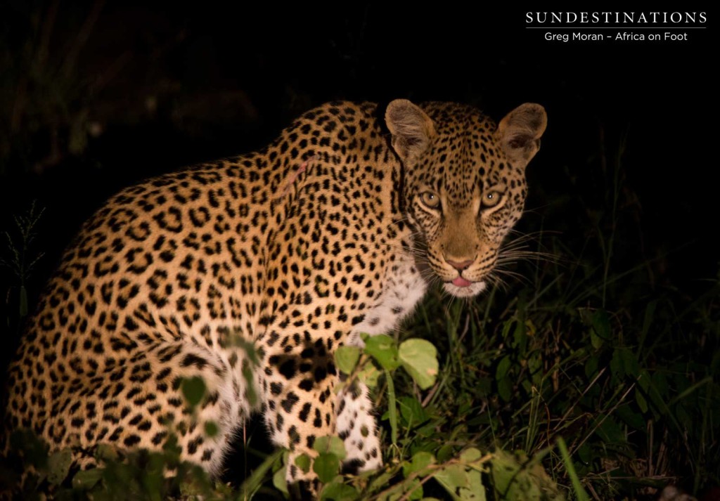 Ross Dam leopardess shows guests her golden eyes