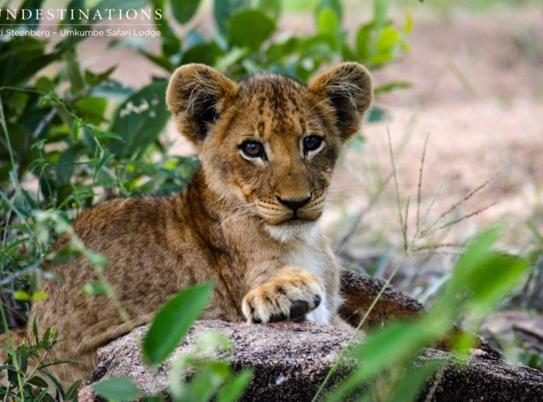 Umkumbe Big Cat Catch-up: Lion Cubs & Leopards