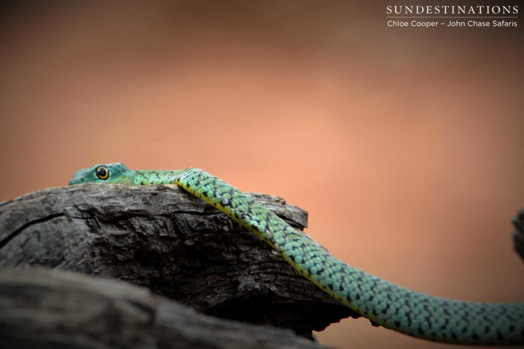 A harmless spotted bush snake eyes out its audience in Chobe National Park