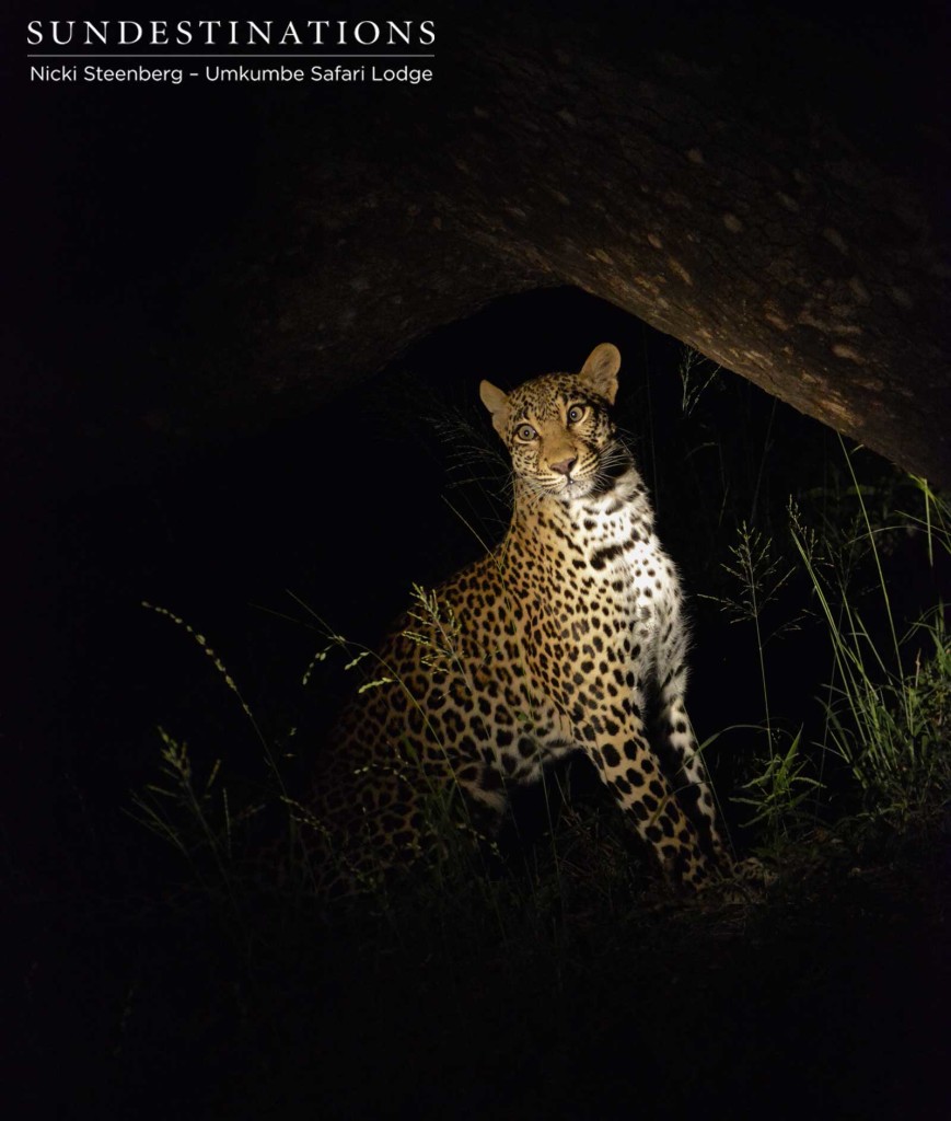 The gorgeous Tatowa - youthful female leopard seen regularly in our neighbourhood