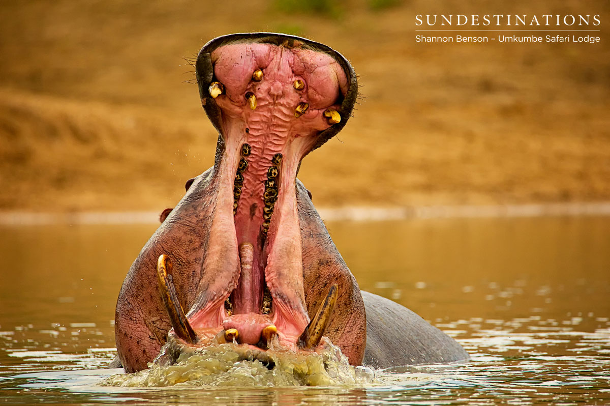 Umkumbe Hippo
