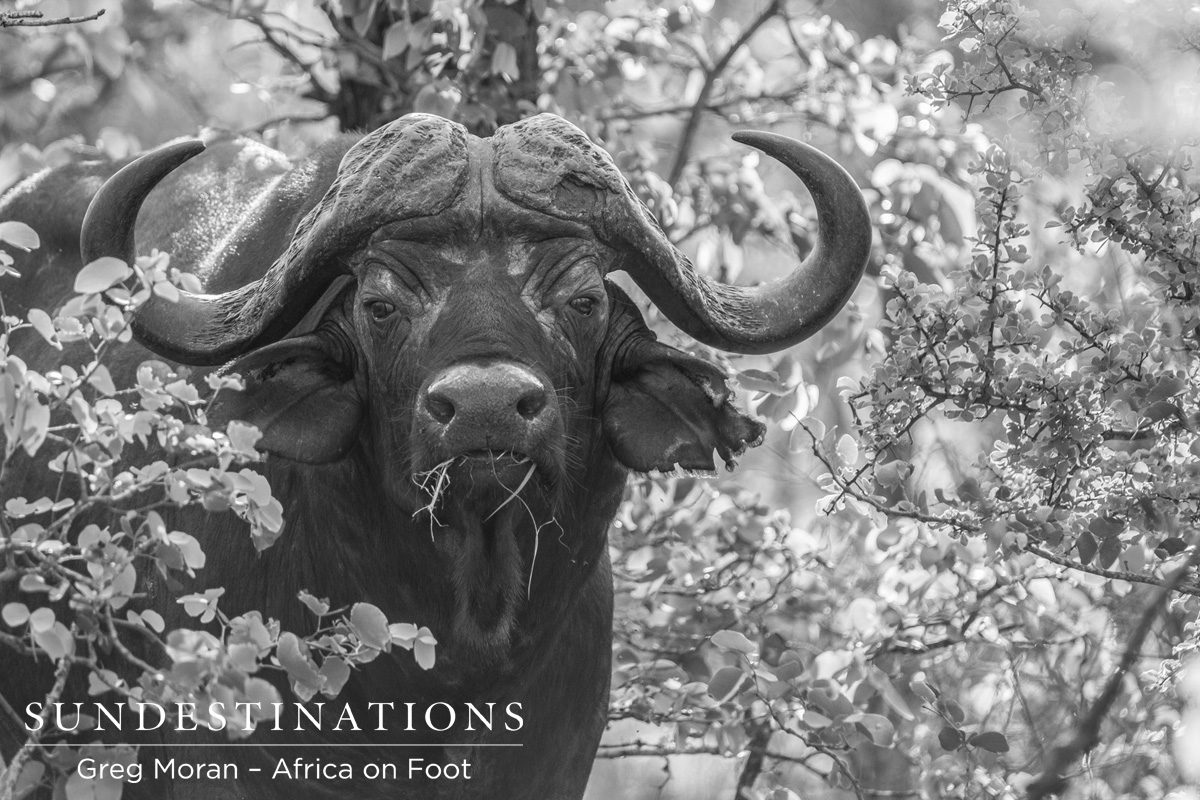 Buffalo Bull Africa on Foot