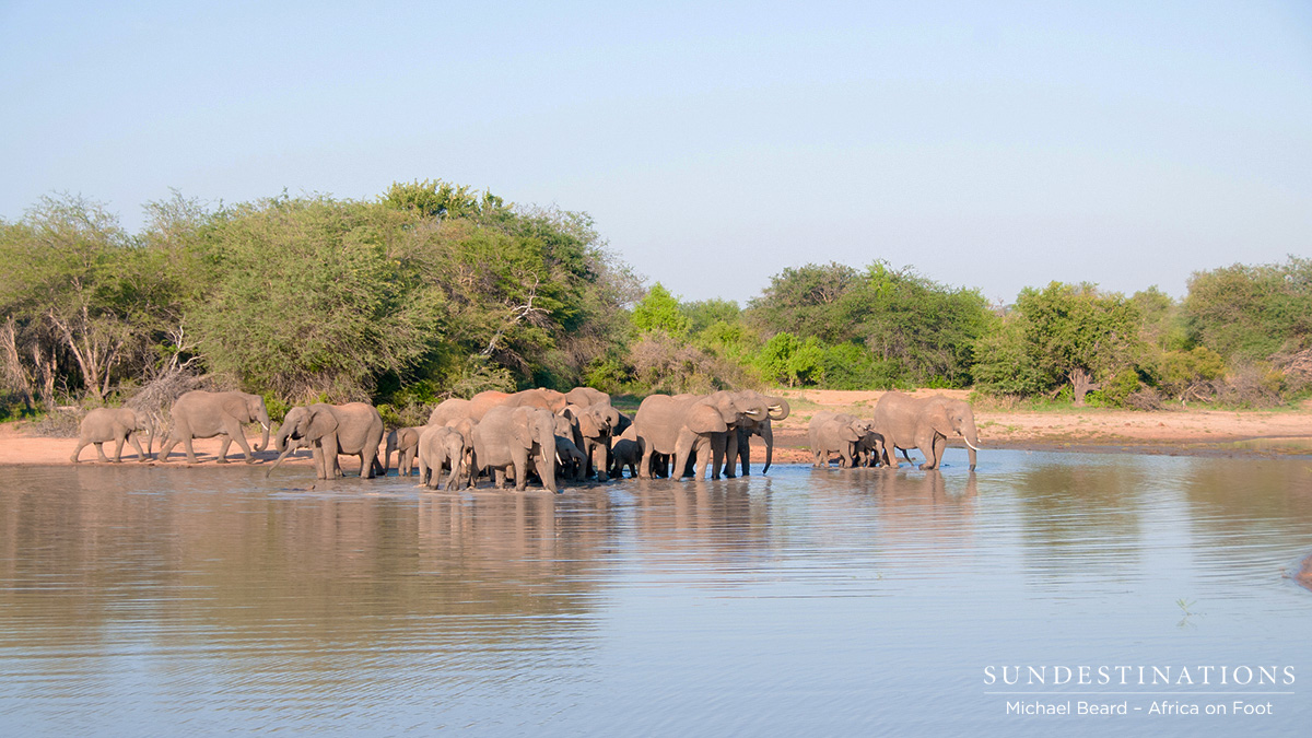 Elephant Herd Africa on Foot
