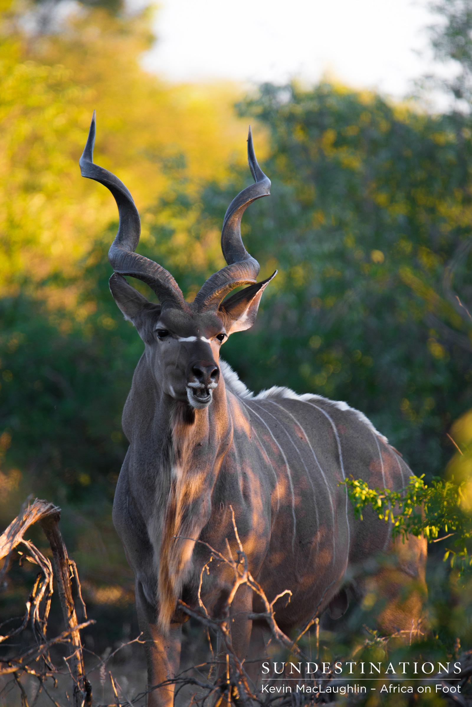 Kudu Africa on Foot