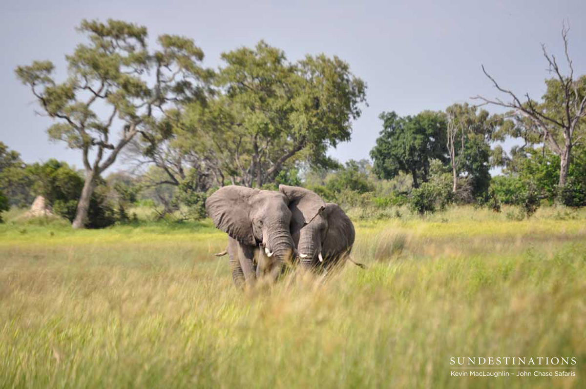 Elephants in Okavango Delta