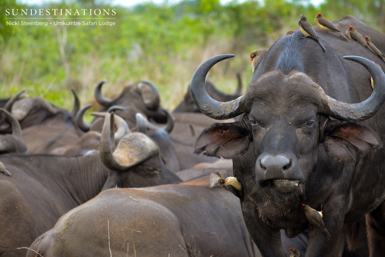 Umkumbe Buffalo Herd