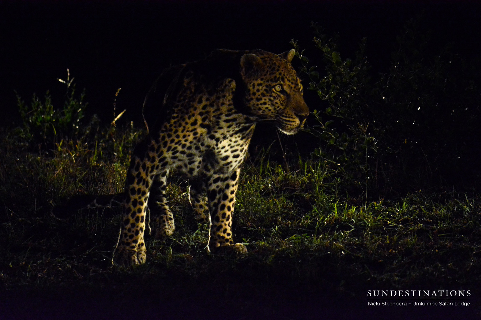 Bicycle Crossing Male Leopard