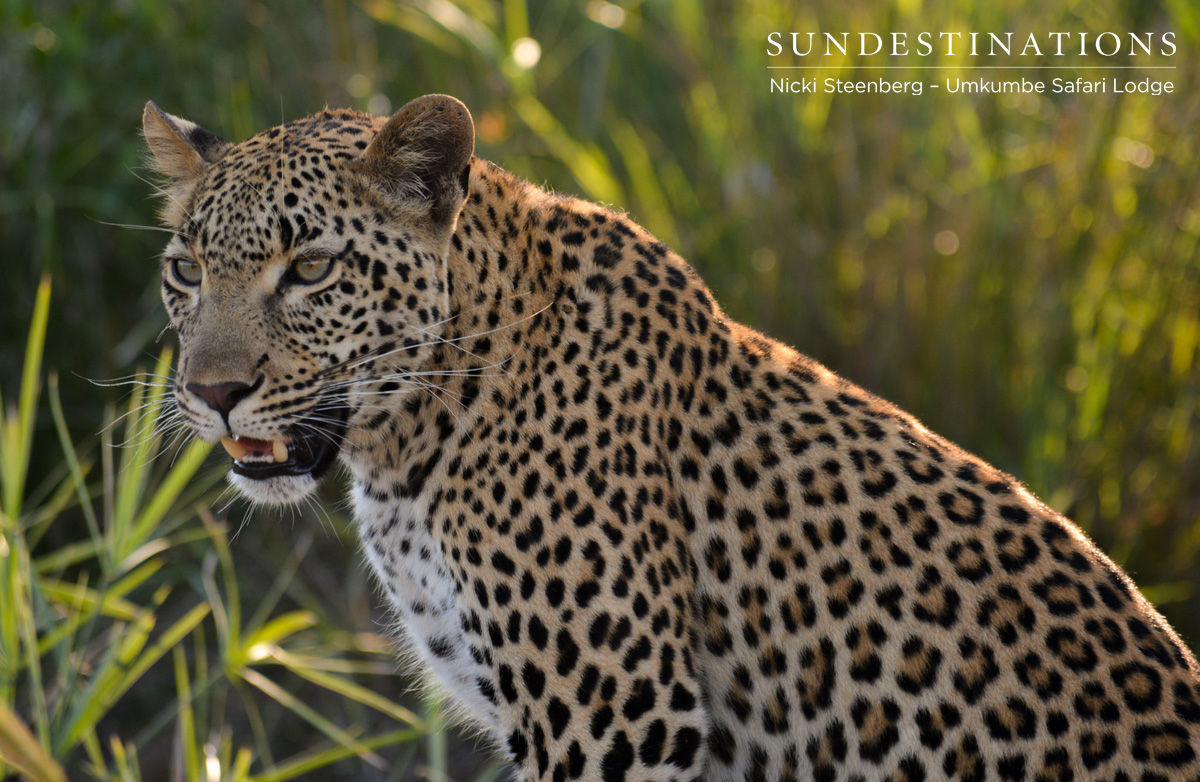 Kigelia Leopardess Umkumbe