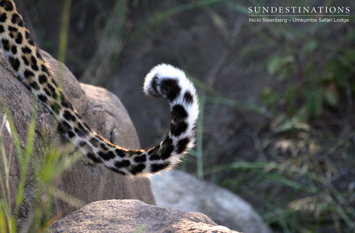 Umkumbe Leopard Tail