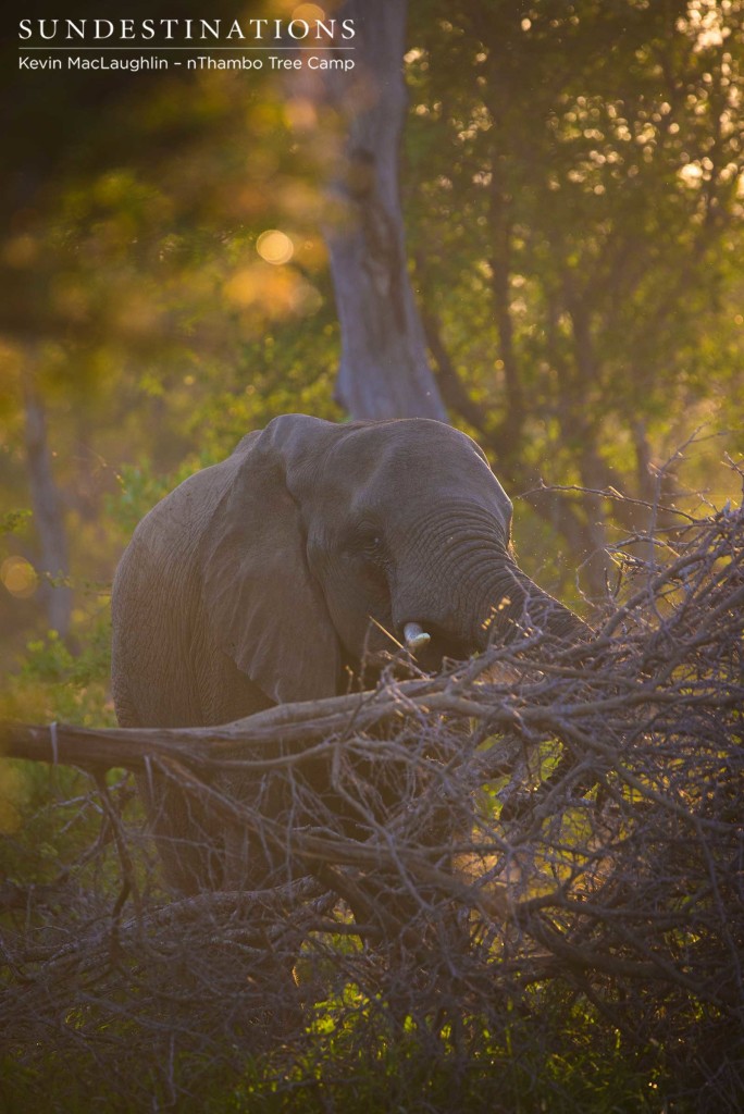 An elephant tackles the fallen branches in the green glow of the sun pouring through the trees