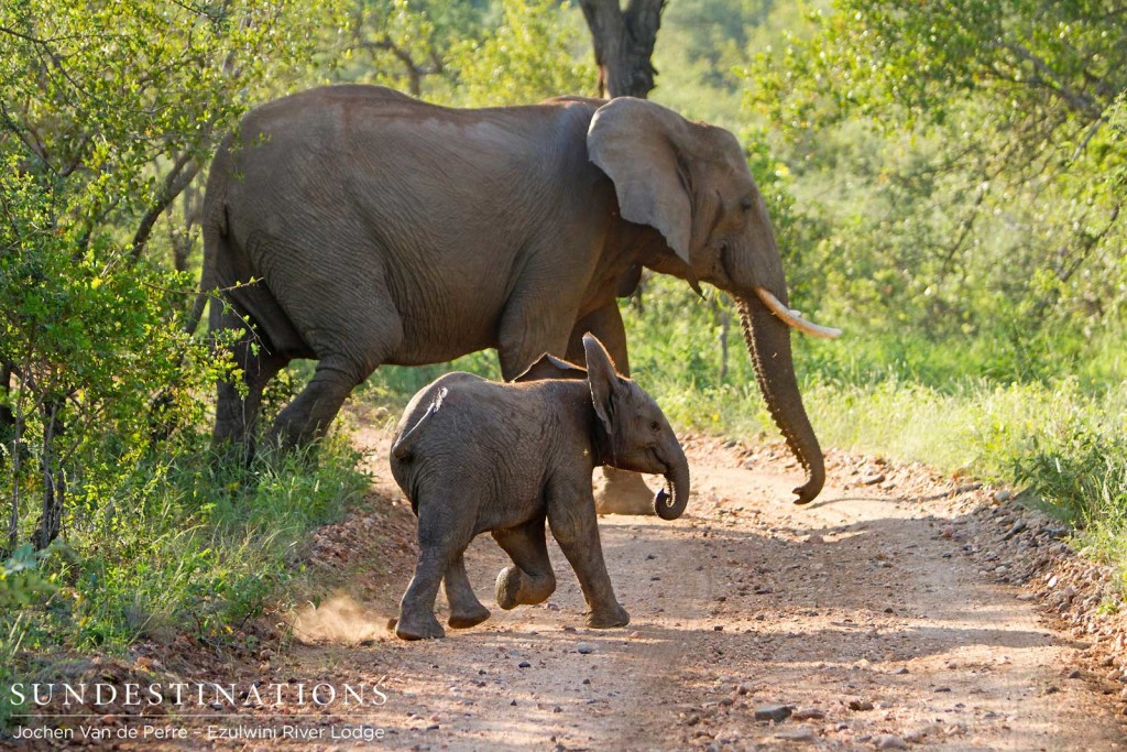An elephant and its youngster step onto the road and emerge briefly before entering the thicket on the opposite side
