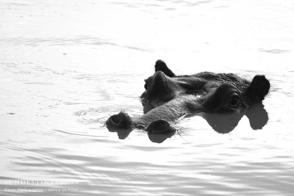 A hippo returns to a dam that has vacated when the drought emptied it, and has since refilled with the arrival of rain