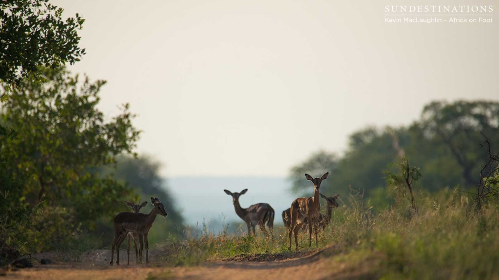 A herd of impala stop and look up at the approaching game viewer