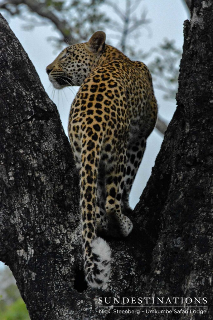 Kigelia pauses in the fork of a tree as she assesses her next move