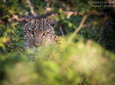The weather is slowly turning, and the extreme heat of the African summer is beginning to subside. Temperatures are dropping, and game drive guests now require an extra layer of warmth when they set out into the wild in the mornings and evenings. There is a sense of relief among the human and animal participants […]