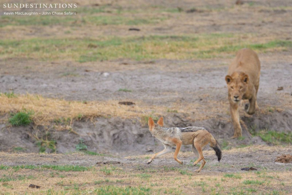 Young lions attempt to entertain themselves at a buffalo kill on the Chobe River