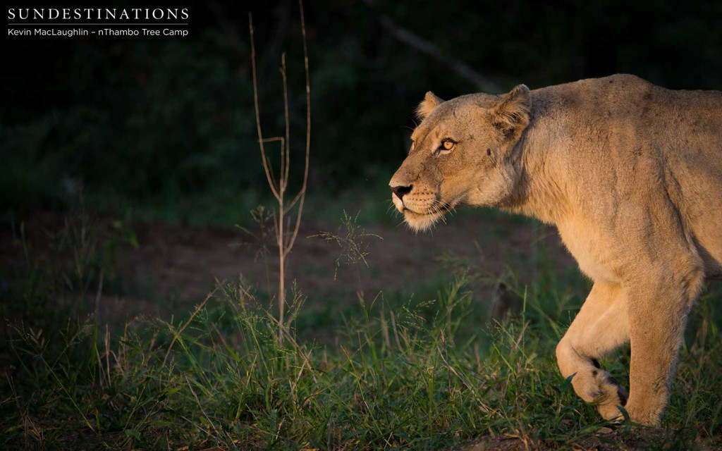 A Giraffe Pride lioness stalks the sun in the Klaserie sunrise