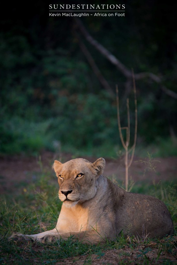 Giraffe Pride lioness poses for her portrait in the day's first light