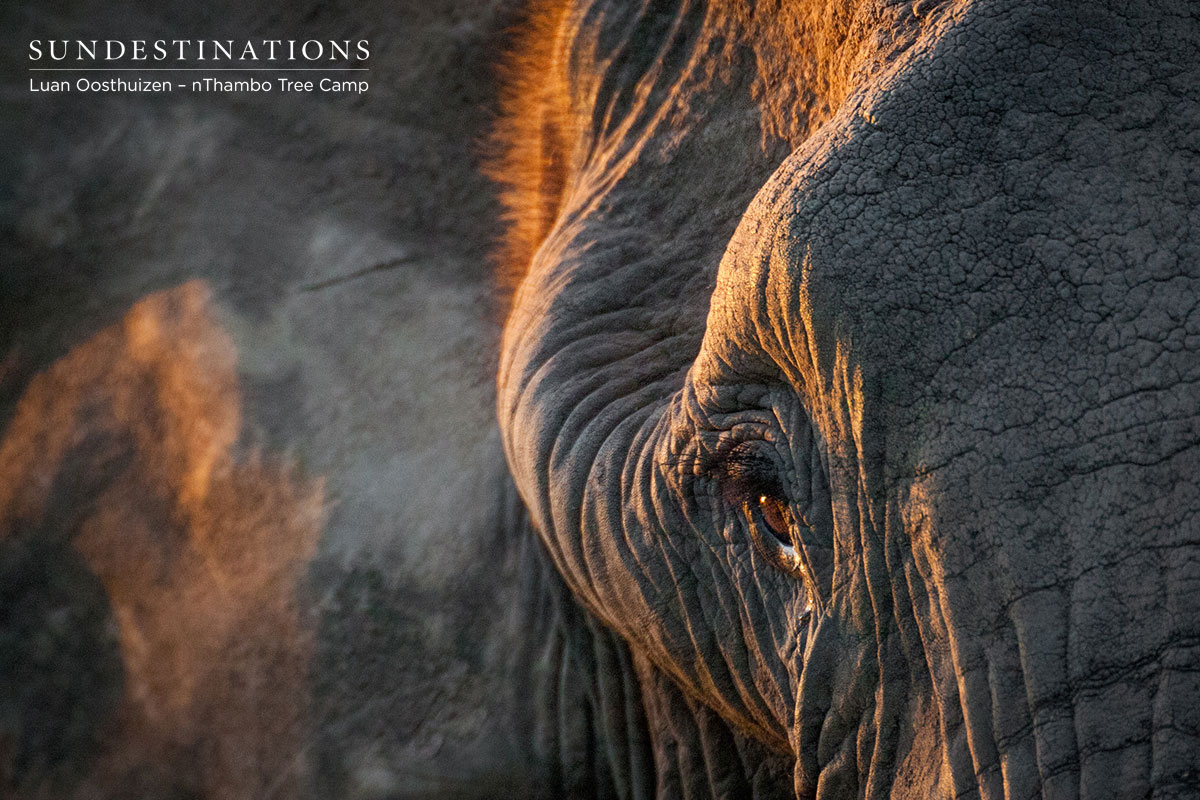 nThambo Elephant