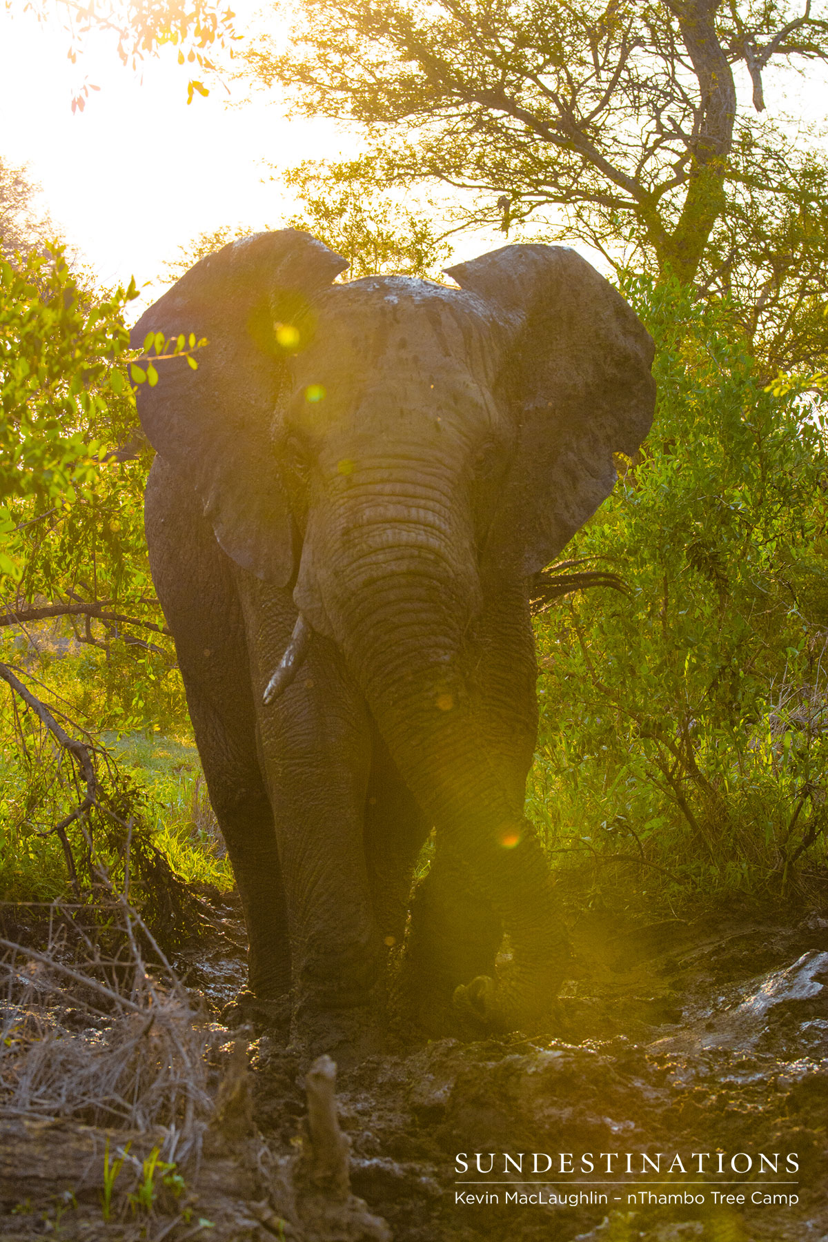 Elephant in Sunlight