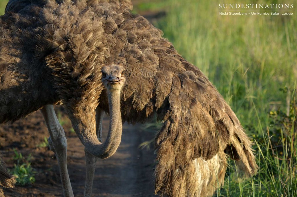 Umkumbe's resident ostrich fans herself with her large, feathered wings in the heat of the afternoon