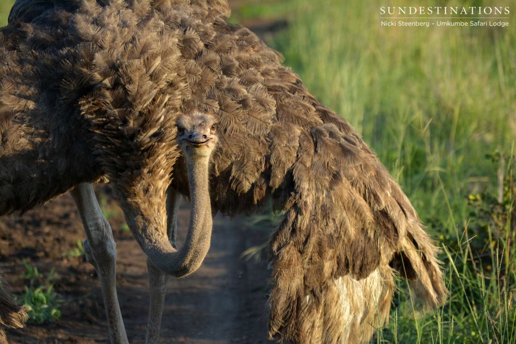 Umkumbe's resident ostrich fans herself with her large, feathered wings in the heat of the afternoon