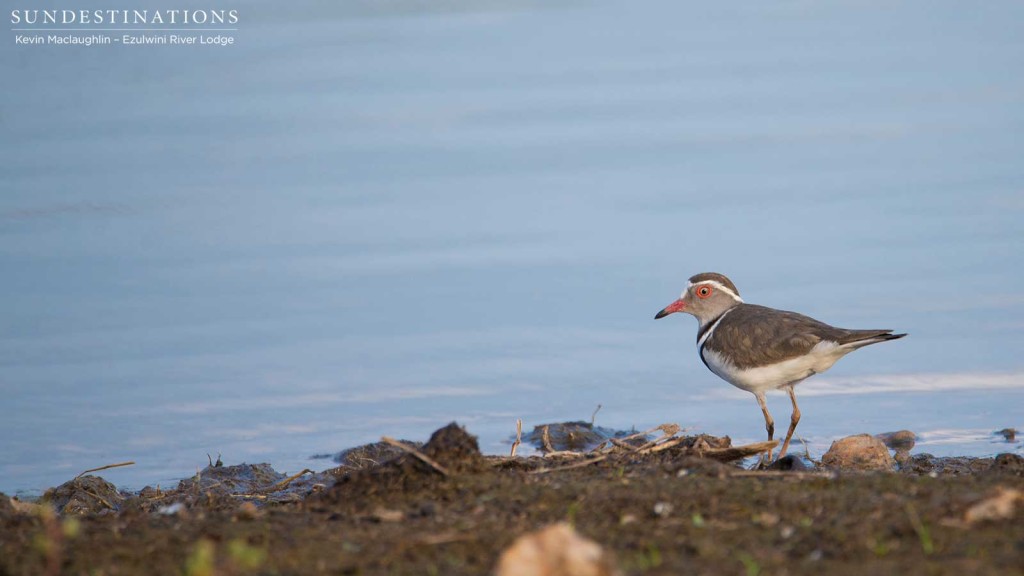 A three-banded plover flits along the edge of a waterhole and pauses only momentarily, just in time for a photo