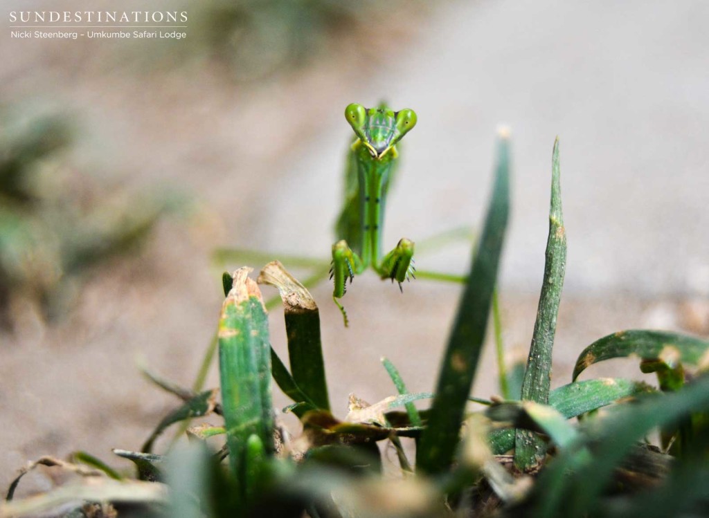 At eye-level with a praying mantis