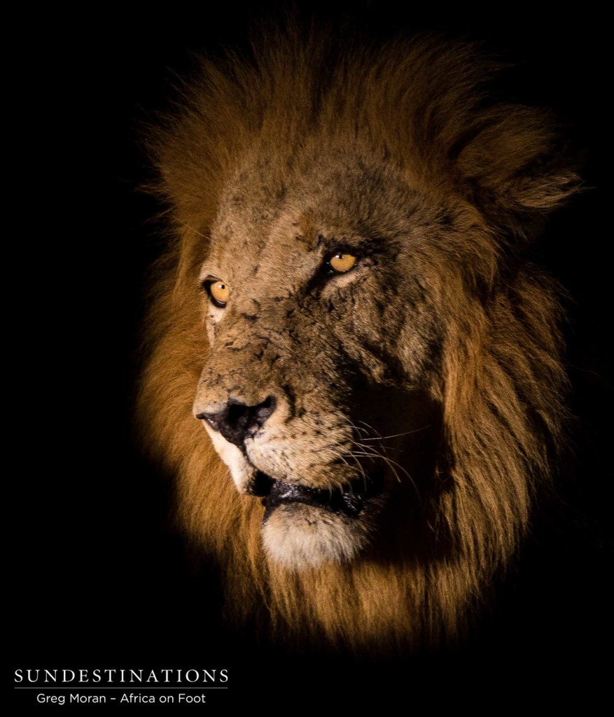 A spectacular capture of a Trilogy male lion seen in the spotlight during a night drive