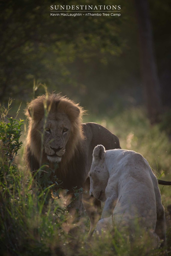Trilogy male lion watches the white lioness for her next move
