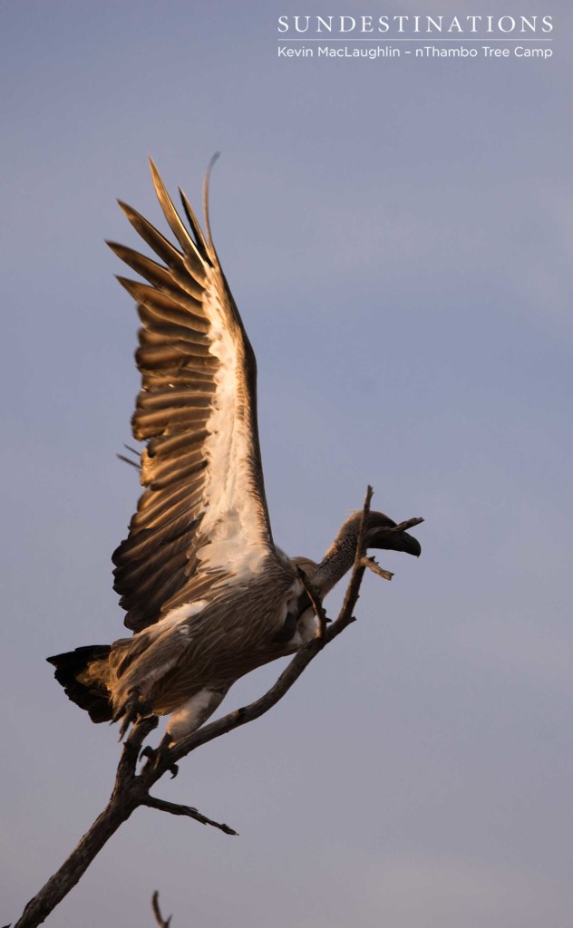 A white-backed vulture extends its wings for take-off