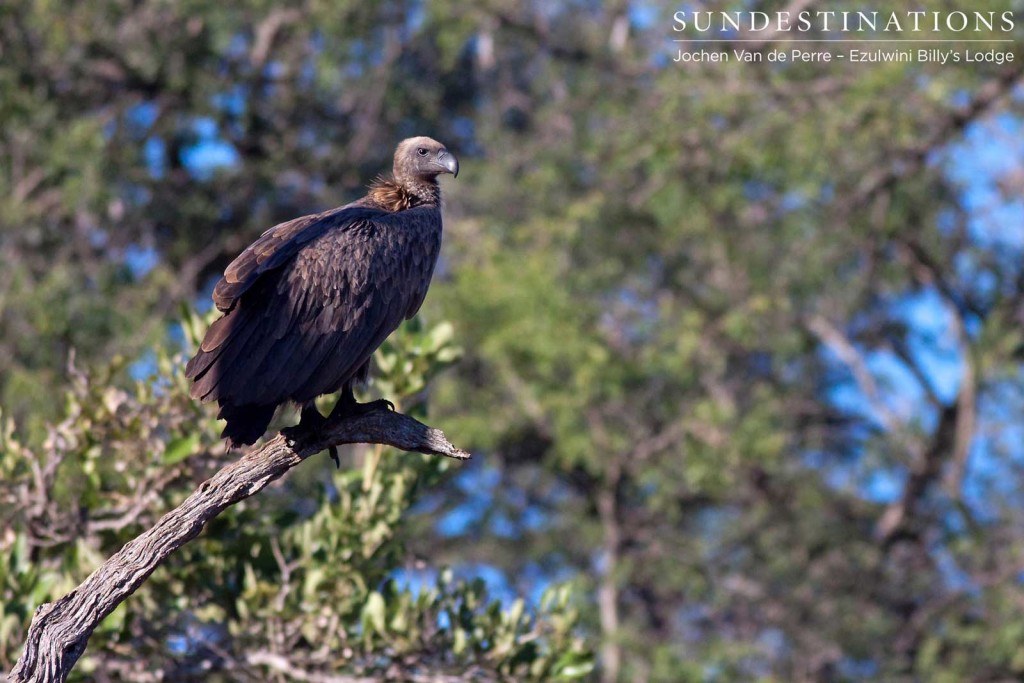 A white-backed vulture lurks above a zebra carcass that is still heavily guarded by a big male lion. Patience is key.