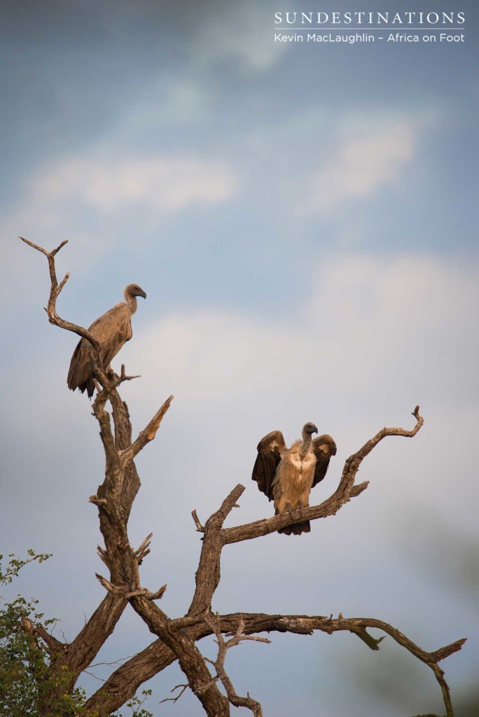 White-backed vultures wait patiently for their turn on a kill