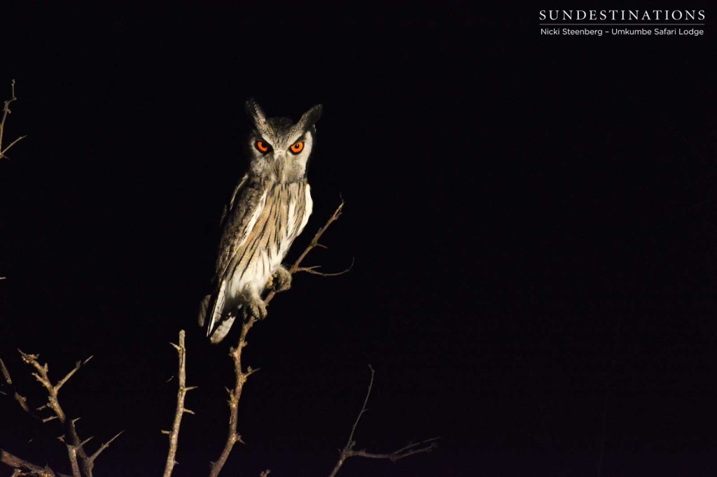 A Southern white-faced owl, also known as a white-faced scops owl, glares out of the darkness with its striking amber eyes.