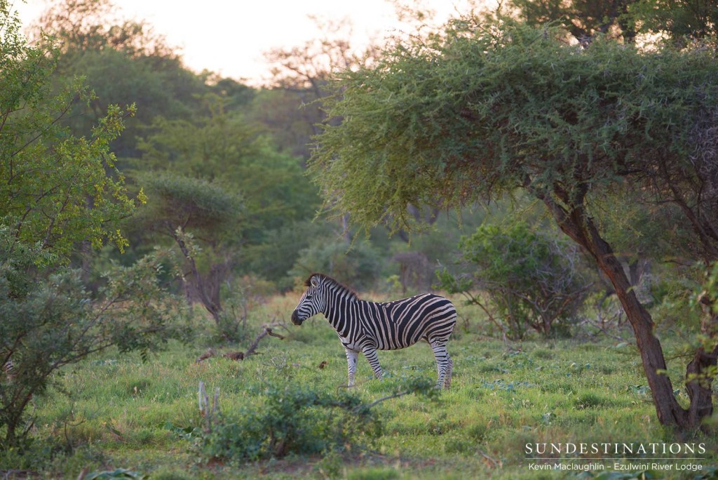 A lone zebra standing out beautifully on a background of green, lush summer bush