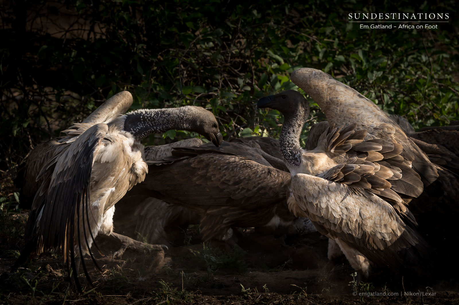 Vultures on Carcass