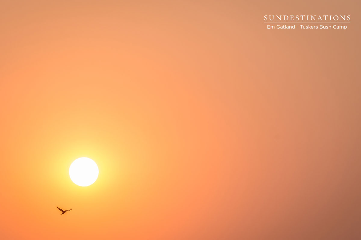 Birds and Sunset Botswana