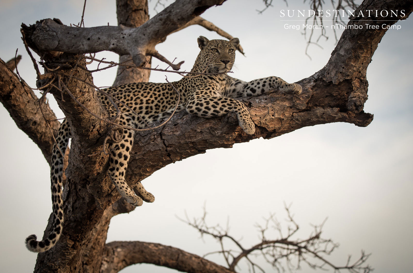 Leopardess in Tree