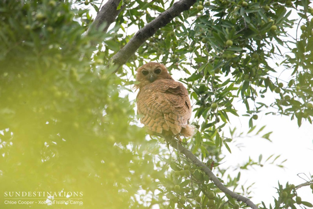 Pel's fishing owl keeping hidden in the greenery of the trees on Xobega Island