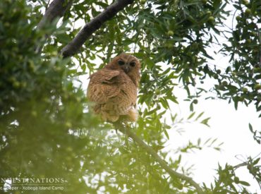 As if catching a mere glimpse of a Pel’s fishing owl isn’t breath-taking enough, Xobega Island is seasonally home to a breeding pair of these unique and elusive, large owls, offering guests at camp a very special sighting indeed. During the dry season when the water is lower, and therefore clearer, Pel’s fishing owls nest […]