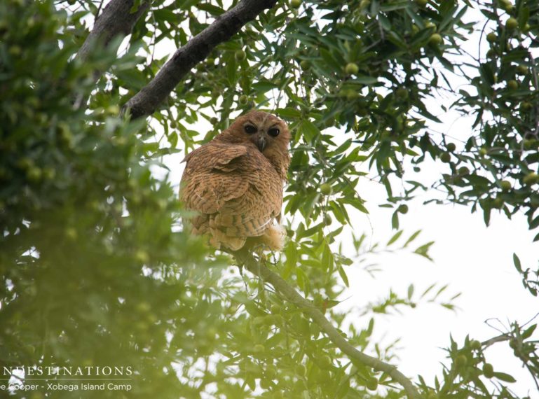 Pel’s Fishing Owl Nesting at Xobega Island Camp