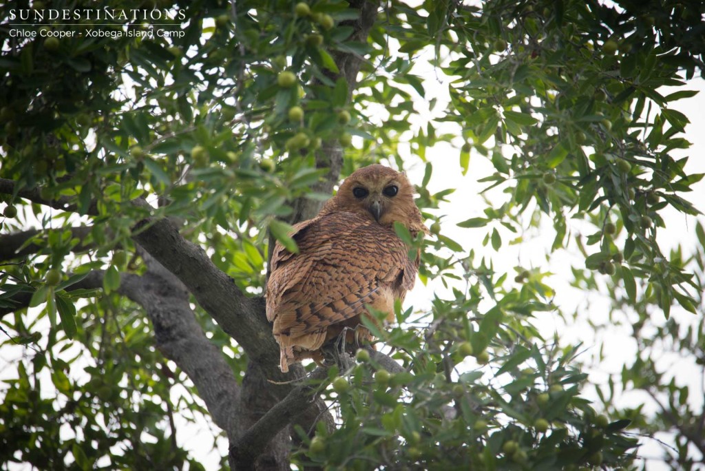 Pel's fishing owl looks down on its admirers with scepticism