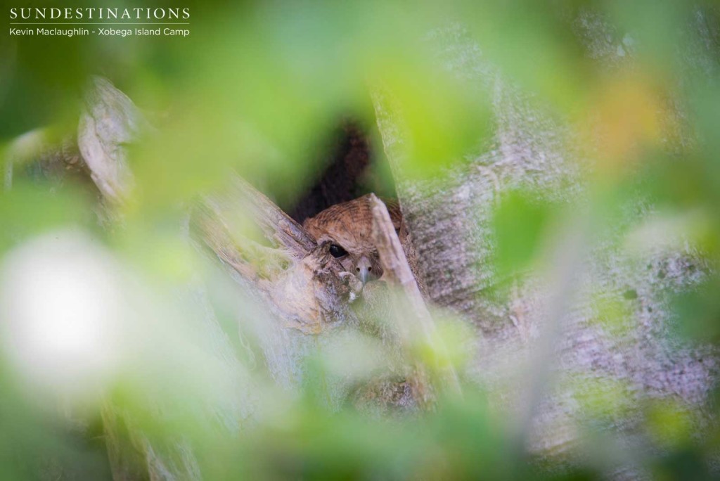 A Pel's fishing owl peeks out of its tree-hollow nest
