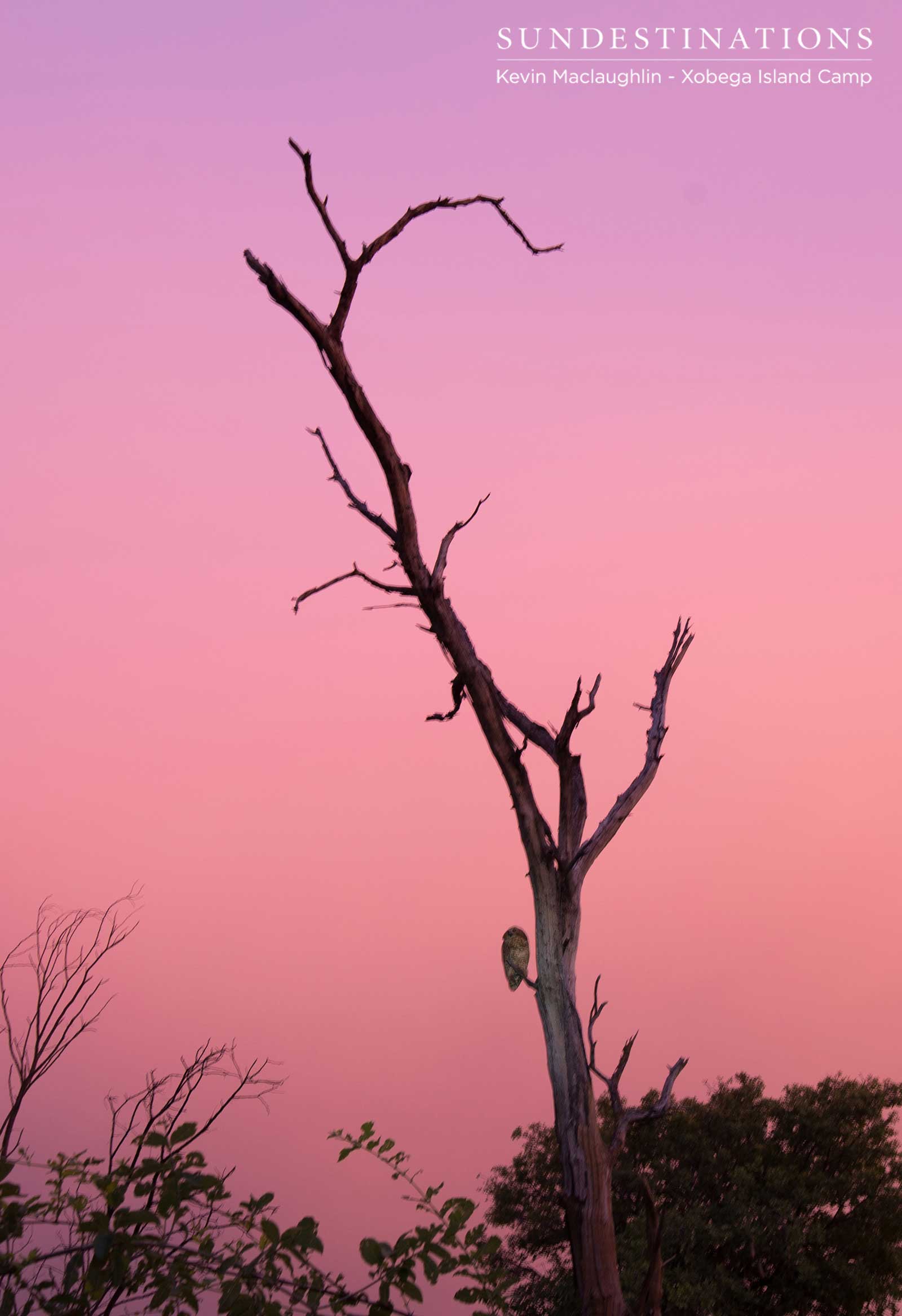 A Pel's fishing owl dwarfed by the ancient skeleton of a tree on Xobega Island. A fantastic pink sunset makes for the perfect backdrop to this exceptionally rare sighting.