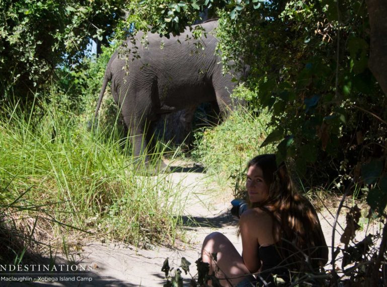 An Elephant at Xobega Island Camp