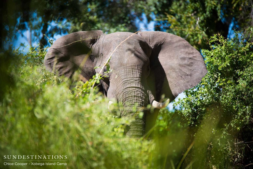 Up close with elephants as they feed on marulas at Xobega Island Camp