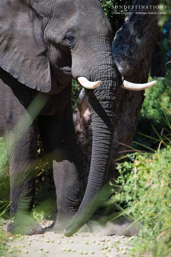 Elephant bull feeds on the marulas at Xobega Island