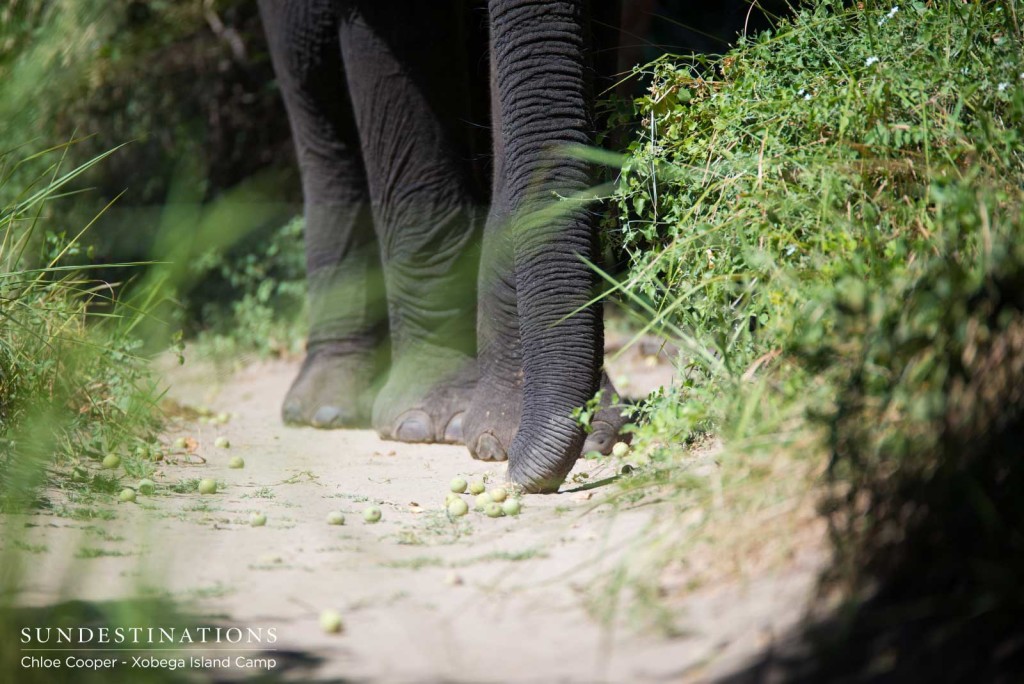 An elephant bull plucks up fallen marulas from the ground on Xobega Island