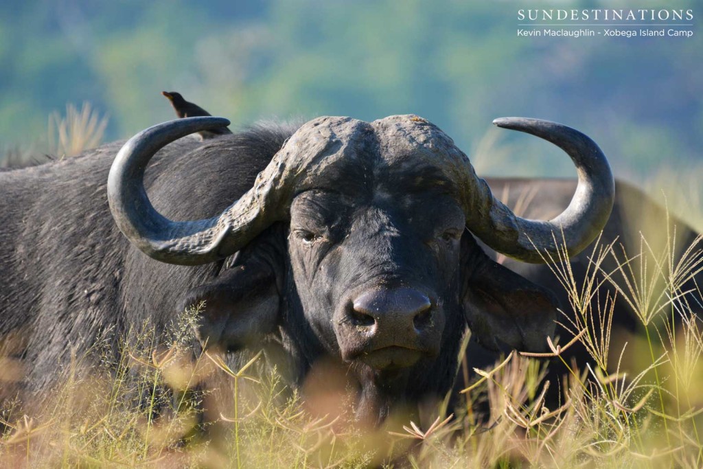 A buffalo bull with his ever-present companion, the oxpecker